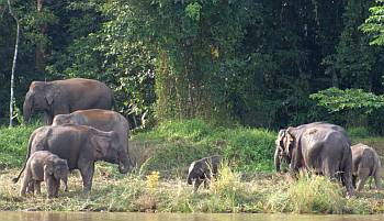 Africa? No! Pygmy Asian Elephants on the river.