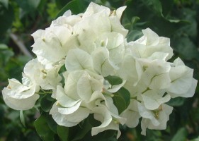 White Bougainvillea Flowers