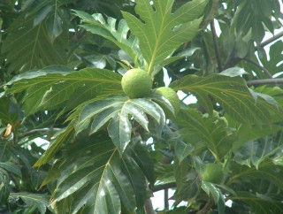 Breadfruit in the characteristic big-leafed tree.