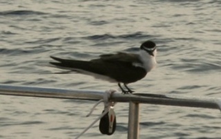 A Bridled Tern rested on Ocelot's bow for about 10 hours..