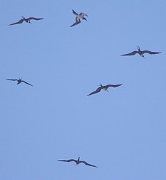 A lone Brown Boobie in flight with Frigatebirds, Madagascar