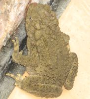 Brown toad, no ID. Langkawi, Malaysia