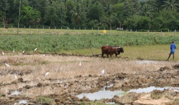 Many fields are still plowed by oxen