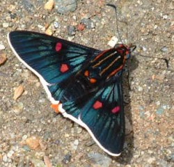 One of Venezuela's magnificent butterflies.