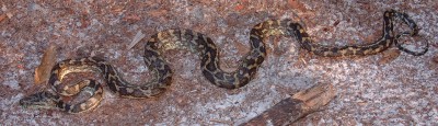 A (harmless) carpet python killed by vehicle on Fraser Island.