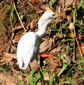 Cattle Egret by the side of the road, Sri Lanka hill country.