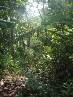Hiking through the Panamanian Jungle!