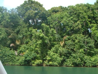 The wild banks of the Chagres River