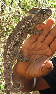 Chameleon Furcifer oustaleitii, northern Madagascar