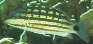 Checkered Snappers were common in Thailand