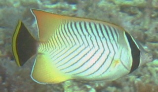 The Chevroned butterflyfish is aptly named 