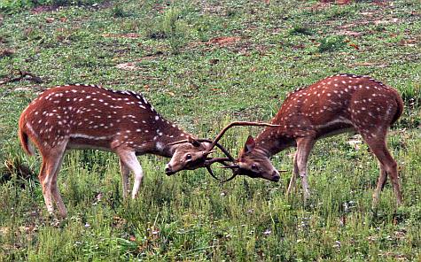 Chital deer bucks sparing, Chitwan
