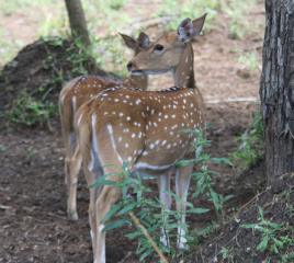 Lovely female and young Chital Deer