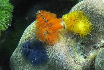 Brilliant Christmas Tree worms on coral at Ko Rok