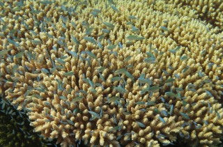 Beatuiful delicate chromis school over the reef