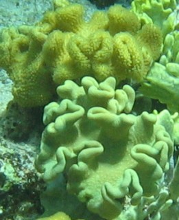 mushroom leather coral