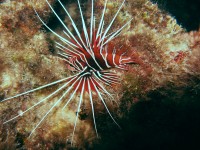A brilliantly red Clearfin Lionfish displays its spines on a Tahitian reef