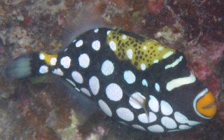 Juvenile Clown Triggerfish, Fiji