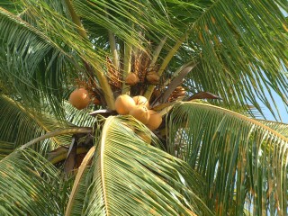 Looking high into a coconut palm