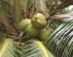 Coconuts have many uses in the tropics.