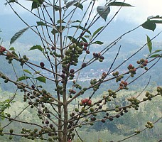 Coffee growns well in the highlands of Indonesia's Flores Is.