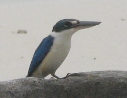 Collared Kingfisher Todiramphus chloris