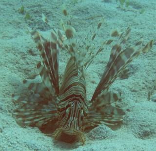 Common Lionfish, Fiji