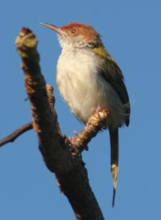 The Common Tailorbird on a branch in Kandy.