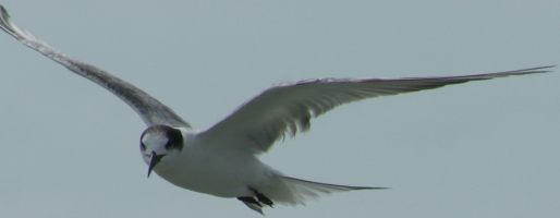 Single common Tern, in flight, off Malaysia