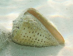 Live cone shell in Chagos sand
