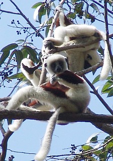 Coquerels Sifaka, Madagascar