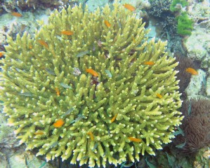 Damselfish flit about the coral at Ko Rok Nok
