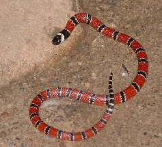 A baby coral snake that slithered into our rafting camp one night.