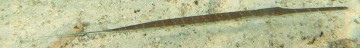 Cornetfish