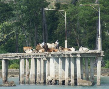 Sacred cows on the dock, Hut Bay, Little Andaman