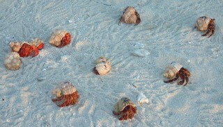 Hermit crab races: the skill is all the the original placement of the animal!