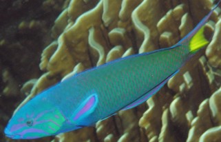 Lovely Crescent Wrasse on the reef