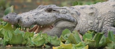 Up close and personal with a crocodile on our river trip