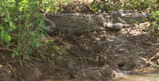 A Mugger Crocodile camouflaged on the bank of a pond