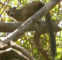 A male Crowned Lemur