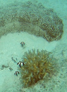 Humbug damselfish between coral and a large sea cucumber