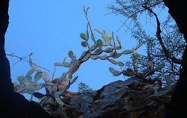 Prickly Pear and thorn trees, Curacao