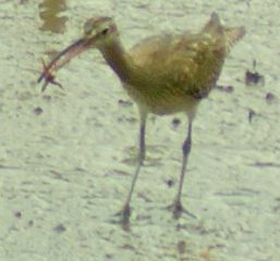 Curlew.  Either Eurasian or Far Eastern