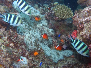Damselfish and anemonefish abounded at Treasure Island