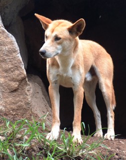 A dingo outside its burrow.