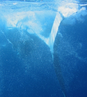 Diving whale's tail