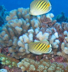 Dot and Dash Butterfly fish adorn a French Polynesian reef
