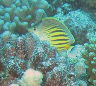 Dot and Dash ButterflyFish