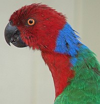 Fiji's Red Shining Parrot
