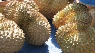 Soccer-ball sized durians with a world-size stink